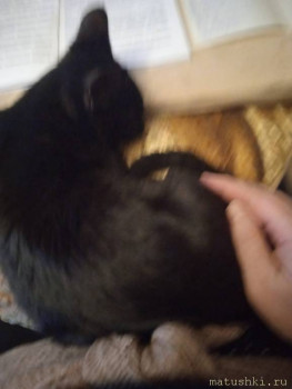 Любимая кошатинка  - Муся1.jpeg