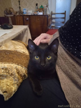 Любимая кошатинка  - Муся.jpeg