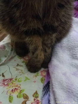 Любимая кошатинка  - IMG_20201226_210204.jpg