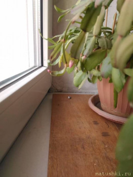 Наши цветы 2 - декабрист.jpg