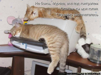 Страшнее кошки зверя нет  - kotomatrix_36.jpg