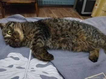 Любимая кошатинка  - IMG_20201228_170900.jpg