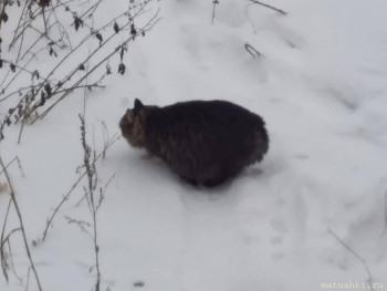 У меня теперь три-кота-ж  - Мурз2.jpg