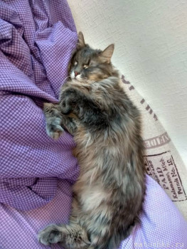 Любимая кошатинка  - IMG_20210103_132254.jpg