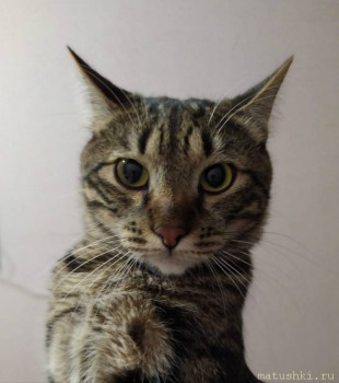 Любимая кошатинка  - IMG-20210110-WA0007.jpg