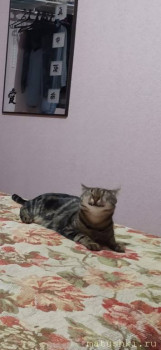 Любимая кошатинка  - IMG-20210109-WA0003.jpg