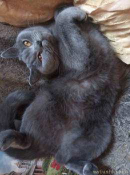 Любимая кошатинка  - -LNVKu95TKs.jpg