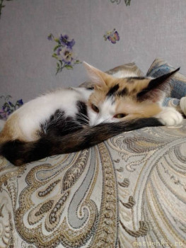 Любимая кошатинка  - IMG_20210110_171312.jpg