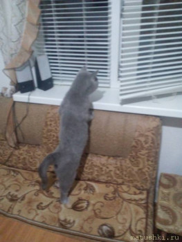 Любимая кошатинка  - IMG_20200630_212730.jpg