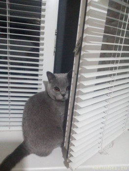 Любимая кошатинка  - IMG_20200630_212829.jpg