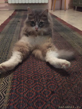 Любимая кошатинка  - IMG_7975.JPG