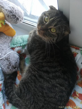 Любимая кошатинка  - IMG_20210111_125959.jpg