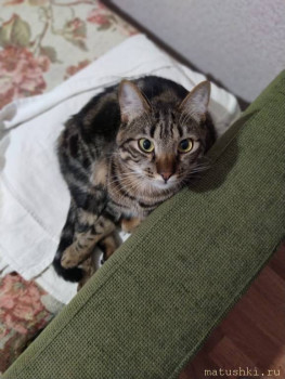 Любимая кошатинка  - IMG-20210114-WA0013.jpg