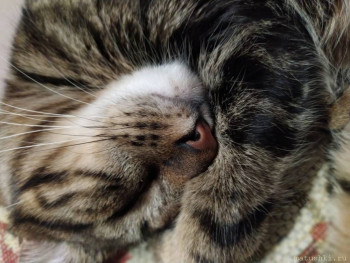 Любимая кошатинка  - IMG-20210114-WA0019.jpg