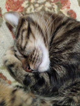 Любимая кошатинка  - IMG-20210114-WA0017.jpg