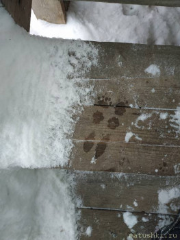 Любимая кошатинка  - IMG_20210115_101257.jpg