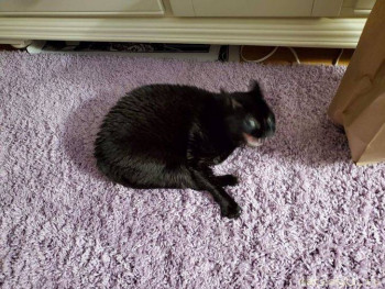 Страшнее кошки зверя нет  - c766a854059d8d21d5acf4b4a3.jpg