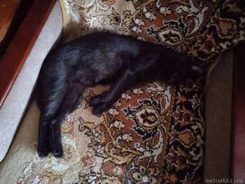 Страшнее кошки зверя нет  - IMG_20210127_151007.jpg