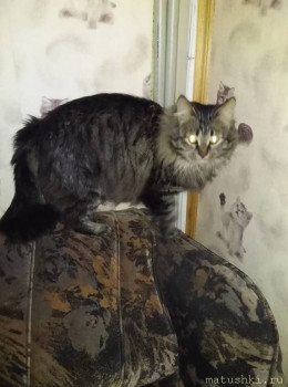 У меня теперь три-кота-ж  - Мурз.jpg