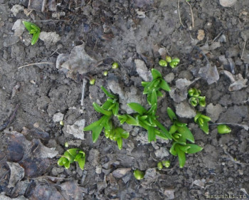 Подснежники под окном