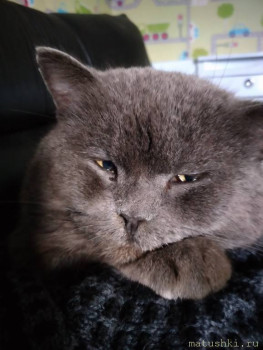 Любимая кошатинка  - 20210207_090239_mfnr.jpg