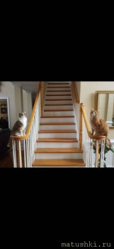 У меня теперь три-кота-ж  - Screenshot_20210208_002412_com.vkontakte.android.jpg