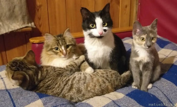 У меня теперь три-кота-ж  - 20210208_163405.jpg