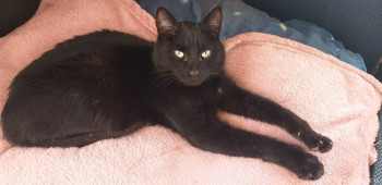 Любимая кошатинка  - 20210209_131701.jpg