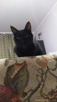 Любимая кошатинка  - IMG-20210203-WA0010.jpg