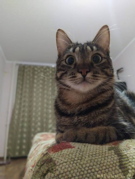 Любимая кошатинка  - IMG-20210203-WA0009.jpg