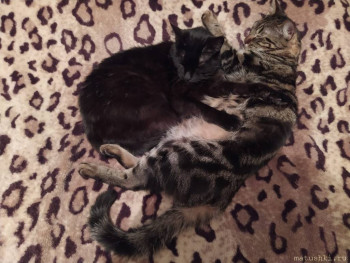 Любимая кошатинка  - IMG-20210202-WA0049.jpg