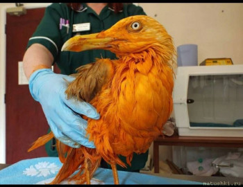 Они прекрасны и удивительны Из жизни животных. - IMG_20210214_120911.jpg