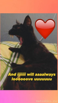 Любимая кошатинка  - _kM7URBansU.jpg