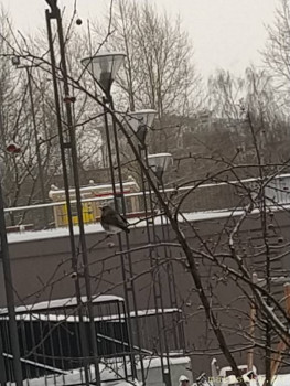 Птички - IMG_20210221_122951.jpg