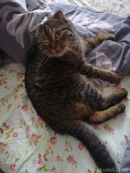 Любимая кошатинка  - IMG_20210225_091905.jpg