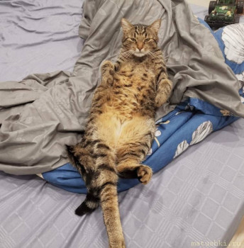 Любимая кошатинка  - IMG_20210226_210105.jpg