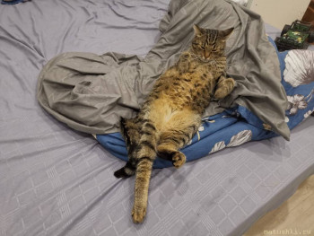 Любимая кошатинка  - IMG-20210226-WA0009.jpg