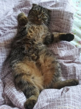 Любимая кошатинка  - IMG_20210218_100524.jpg