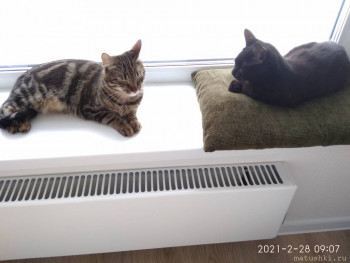 Любимая кошатинка  - IMG_20210228_090800.jpg