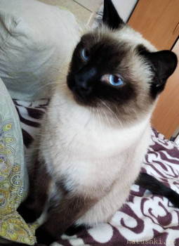 Любимая кошатинка  - IMG_20210228_133646.jpg