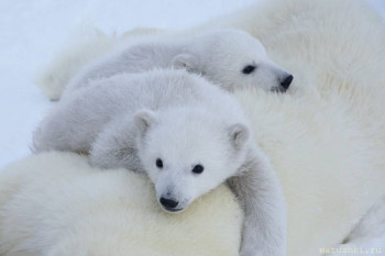 Они прекрасны и удивительны Из жизни животных. - 3E2V-PuJVFM.jpg