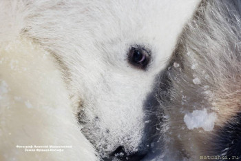 Они прекрасны и удивительны Из жизни животных. - QZO8sBoaaDs.jpg