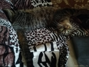 Любимая кошатинка  - IMG_20210301_114705.jpg