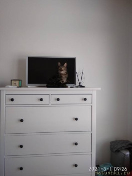 Любимая кошатинка  - IMG_20210301_092641.jpg