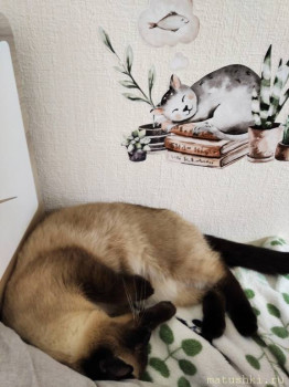 Любимая кошатинка  - IMG_20210302_175552.jpg