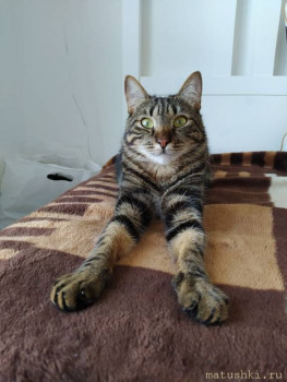 Любимая кошатинка  - IMG_20210302_230601_289.jpg