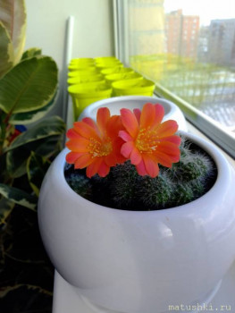 Наши цветы 2 - IMG-29bb5922f321e172b323834f30f35ae9-V.jpg