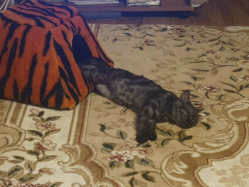 Любимая кошатинка  - 20210306_095849.jpg