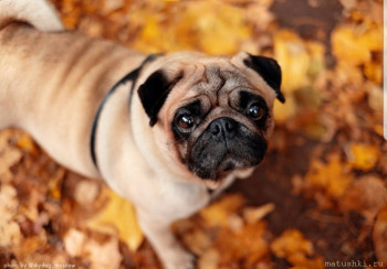 Я потеряла своего питомца  - 20210306_221250.jpg