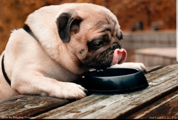 Я потеряла своего питомца  - 20210306_221302.jpg